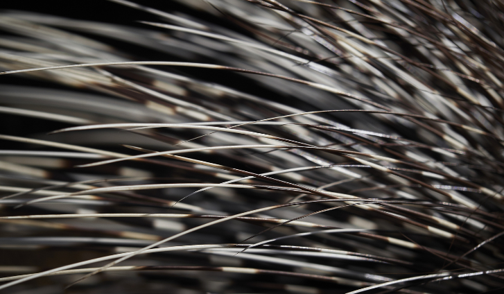 Foliculitis decalvante en mujeres: Causas, alopecia cicatricial y tratamiento efectivo